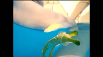 Sex Ratgeber Bananenfick